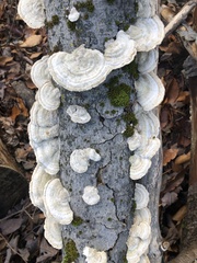 Trametes pubescens