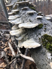 Trametes pubescens