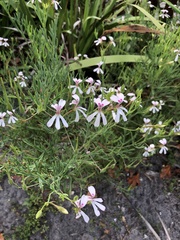 Pelargonium laevigatum
