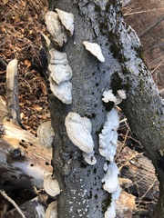 Trametes pubescens