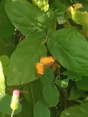 Tegosa