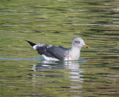 Larus fuscus