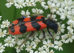 Trichodes alvearius