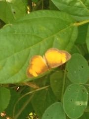 Tegosa