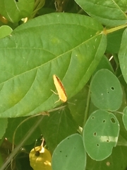 Tegosa