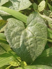 Solanales