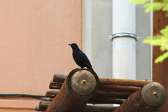 Onychognathus morio morio