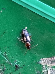 Dromius quadrimaculatus