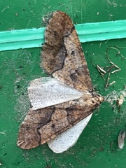Erannis defoliaria