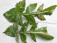 Phytomyza syngenesiae