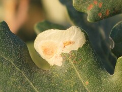 Tischeria ekebladella