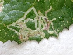 Phytomyza syngenesiae