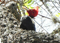 Campephilus leucopogon