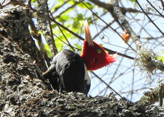 Campephilus leucopogon