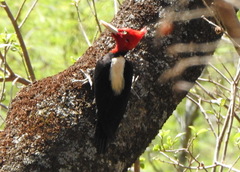 Campephilus leucopogon