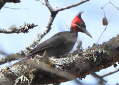 Campephilus leucopogon