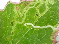 Phytomyza syngenesiae