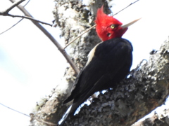 Campephilus leucopogon