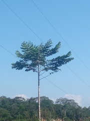 Schizolobium parahyba