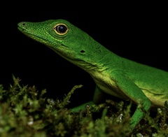 Anolis chloris