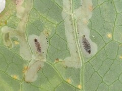 Phytomyza syngenesiae