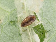 Phytomyza syngenesiae