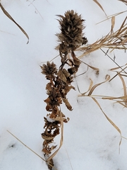 Dracocephalum parviflorum