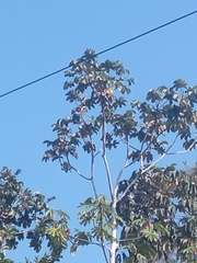 Cecropia obtusifolia