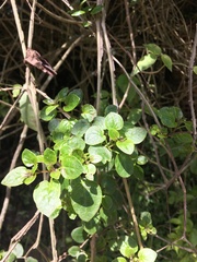 Salpichroa tristis