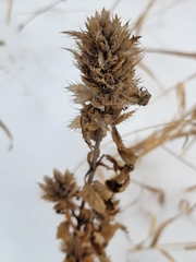 Dracocephalum parviflorum
