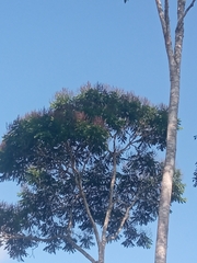 Schizolobium parahyba