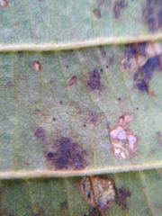 Phyllactinia alnicola