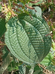Urera baccifera