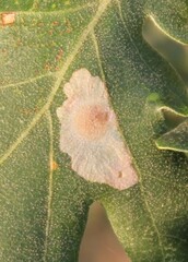 Tischeria ekebladella