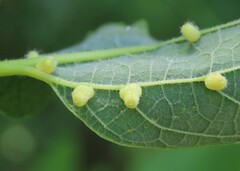 Celticecis pyriformis