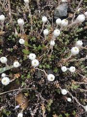 Anaphalioides bellidioides