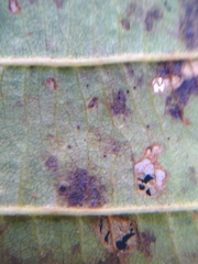 Phyllactinia alnicola