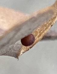 Dryocosmus minusculus