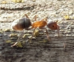 Liometopum occidentale