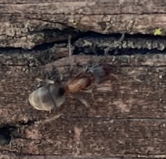 Liometopum occidentale