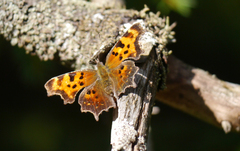 Polygonia faunus
