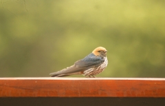 Cecropis abyssinica