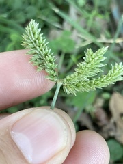 Eleusine tristachya