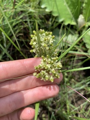 Xysmalobium involucratum