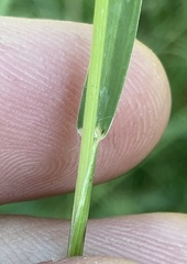 Eleusine tristachya