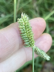 Eleusine tristachya
