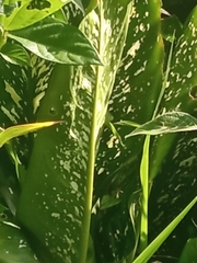 Dieffenbachia seguine