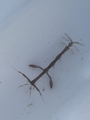 Caprella