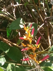 Heliconia latispatha