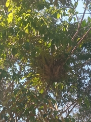 Guzmania monostachia